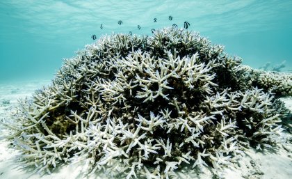 Coral colony showing signs of bleaching, with white branches indicating recent stress from elevated sea temperatures. Credit: Peter J. Mumby.